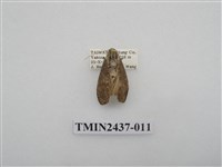 藏品(淡墨苔蛾)的圖片